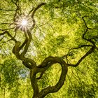 Baum im Licht