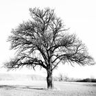 Baum im Licht der Zeit