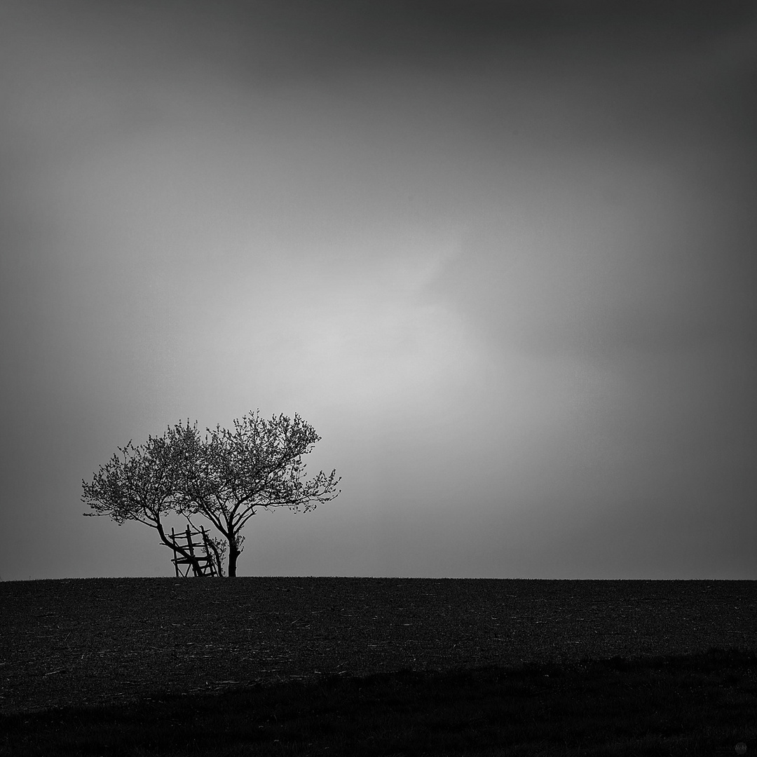 Baum im Licht