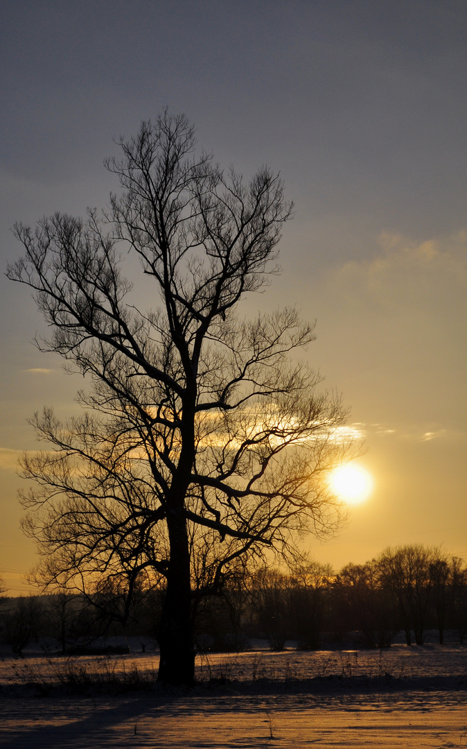 Baum im Licht, vergiss Sie nicht...