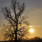 Baum im Licht, vergiss Sie nicht...