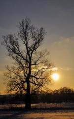 Baum im Licht, vergiss Sie nicht...