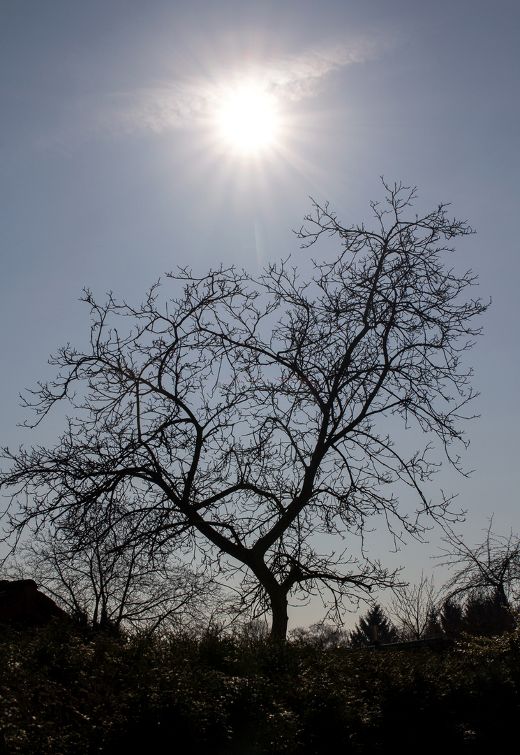 Baum im Lichte der Sonnenfinsternis