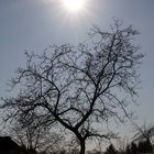 Baum im Lichte der Sonnenfinsternis