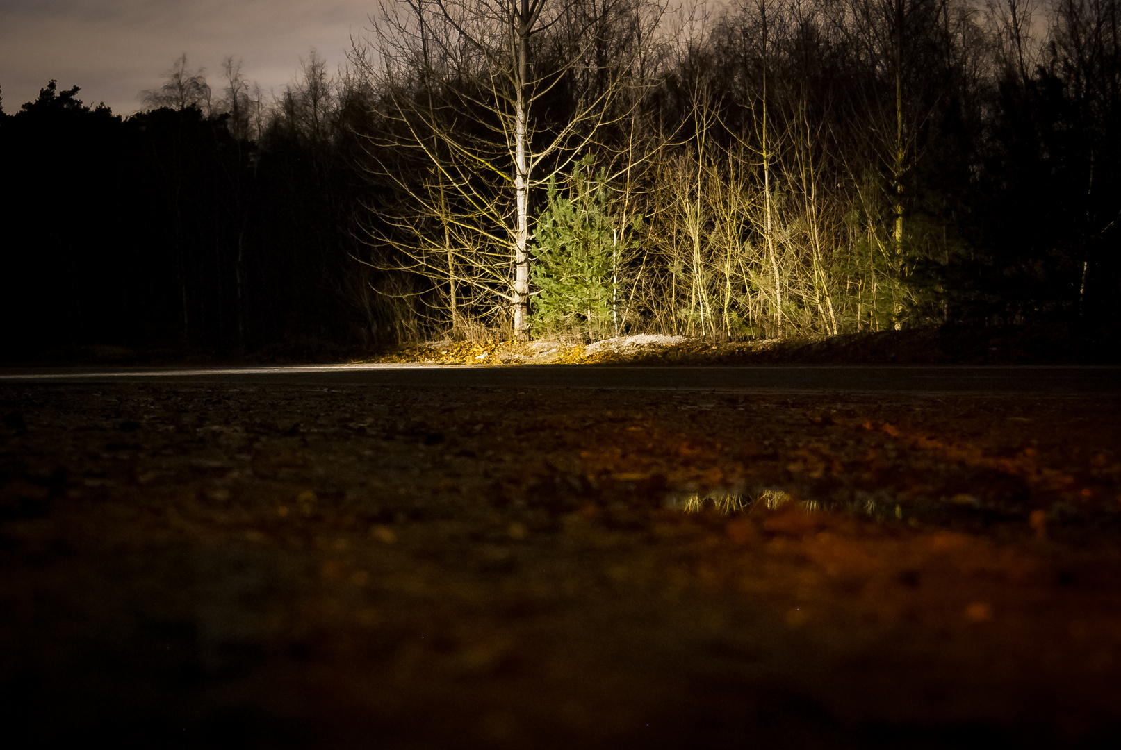 Baum im Lichtkegel