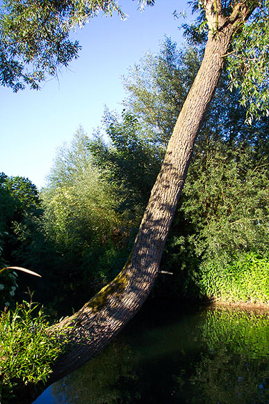 Baum im Lichtspiel