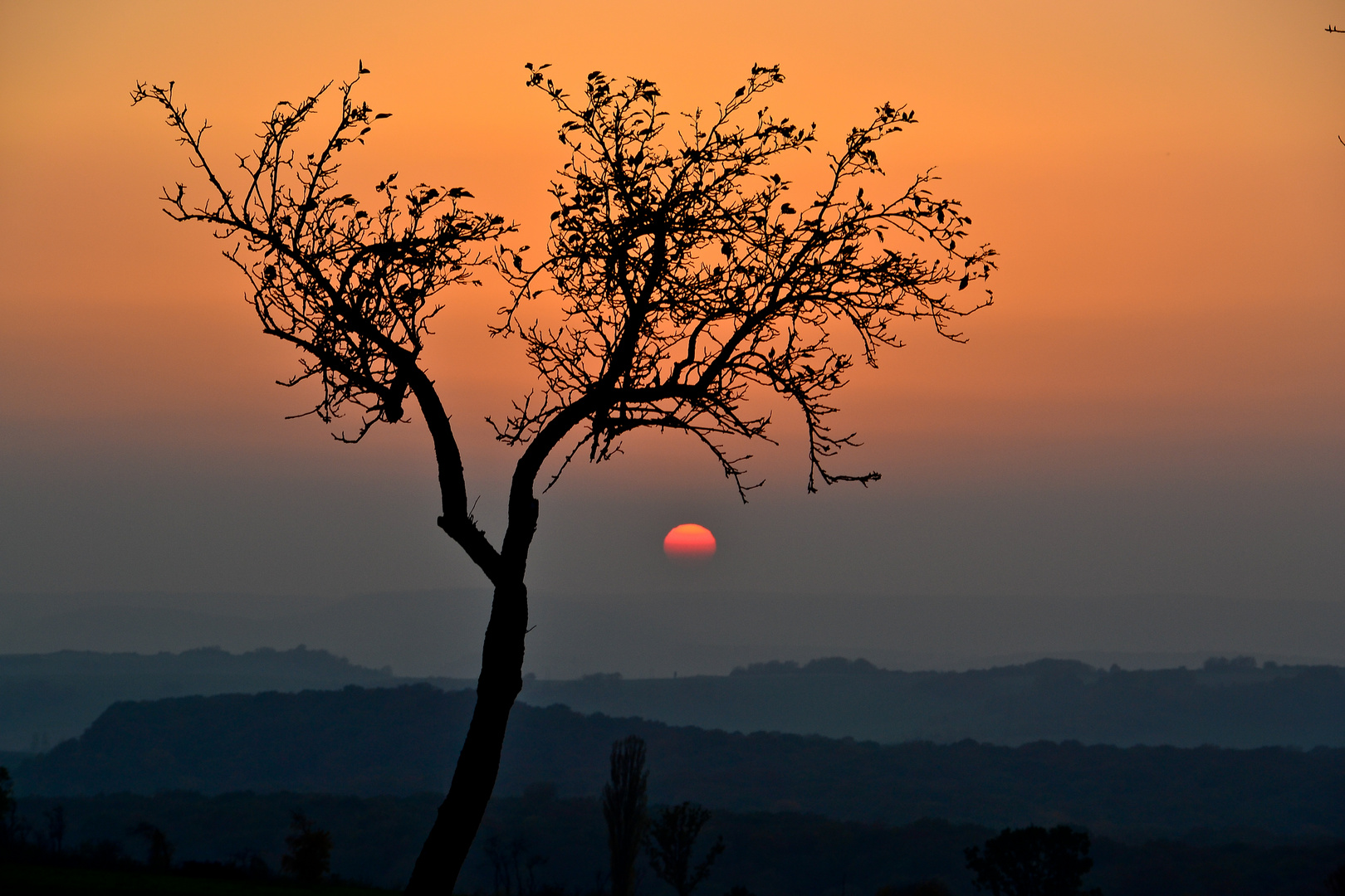 Baum im lothringer Sonnenuntergang