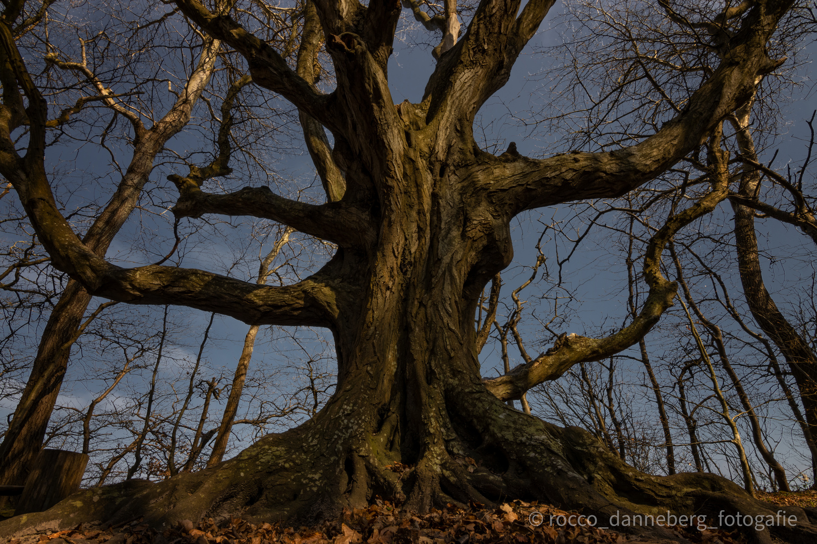 Baum im Märchenwald bei Nonnevitz