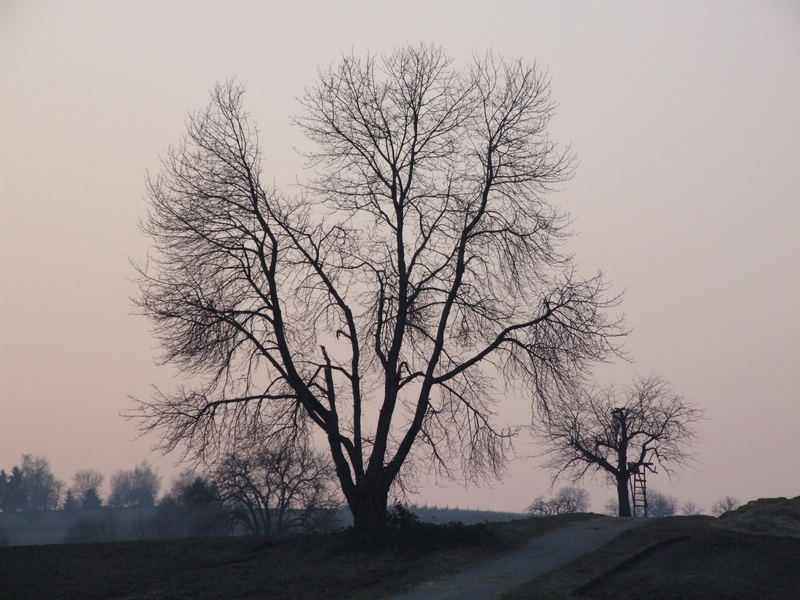 Baum im März