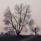 Baum im März