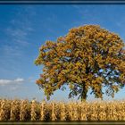 Baum im Maisfeld