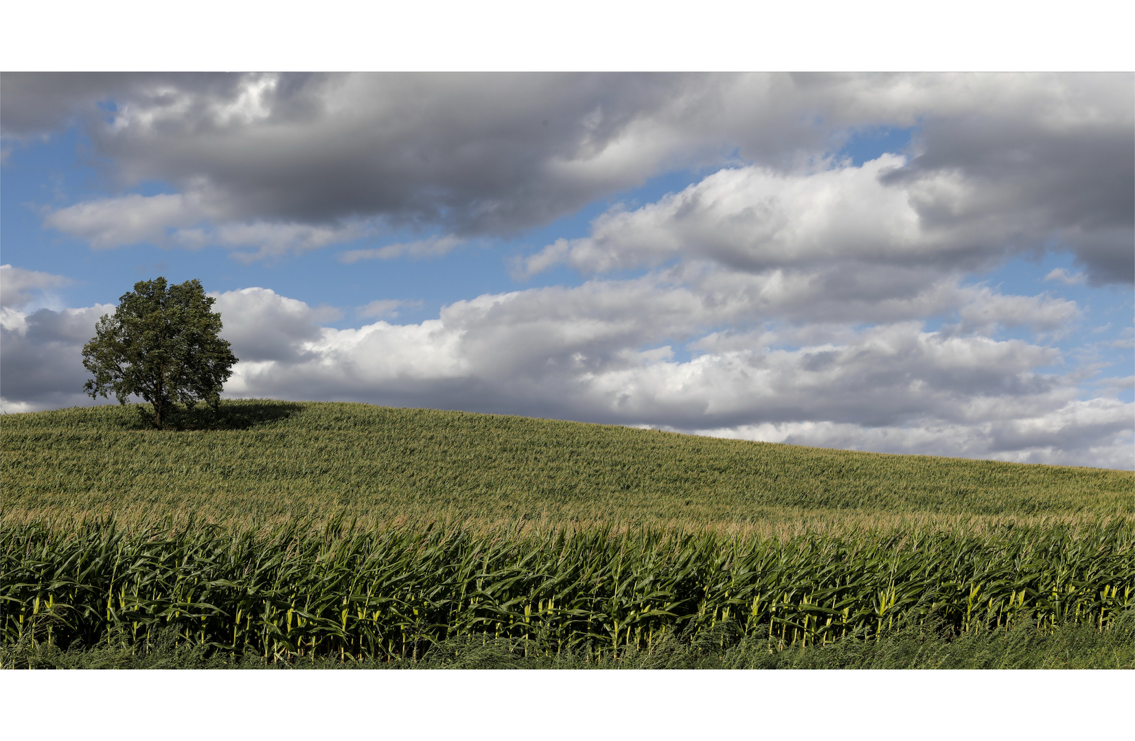 Baum im Maisfeld