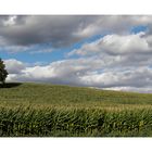 Baum im Maisfeld