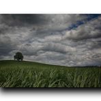 Baum im Maisfeld