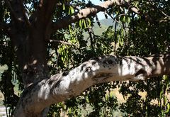 Baum im mediterranen Flair