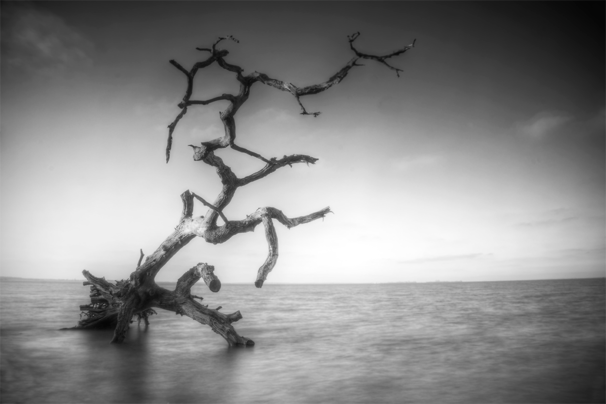 Baum im Meer