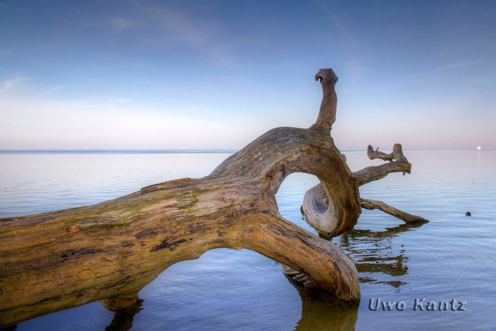 Baum im Meer