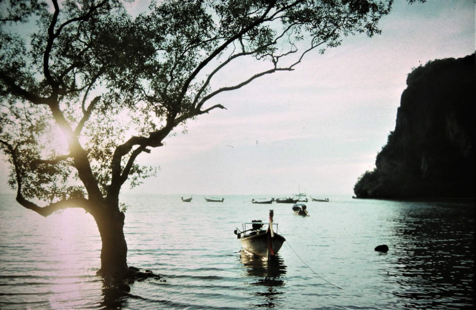 Baum im Meer Suedthailand vDia