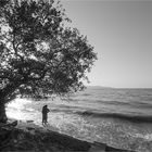 Baum im Millipark