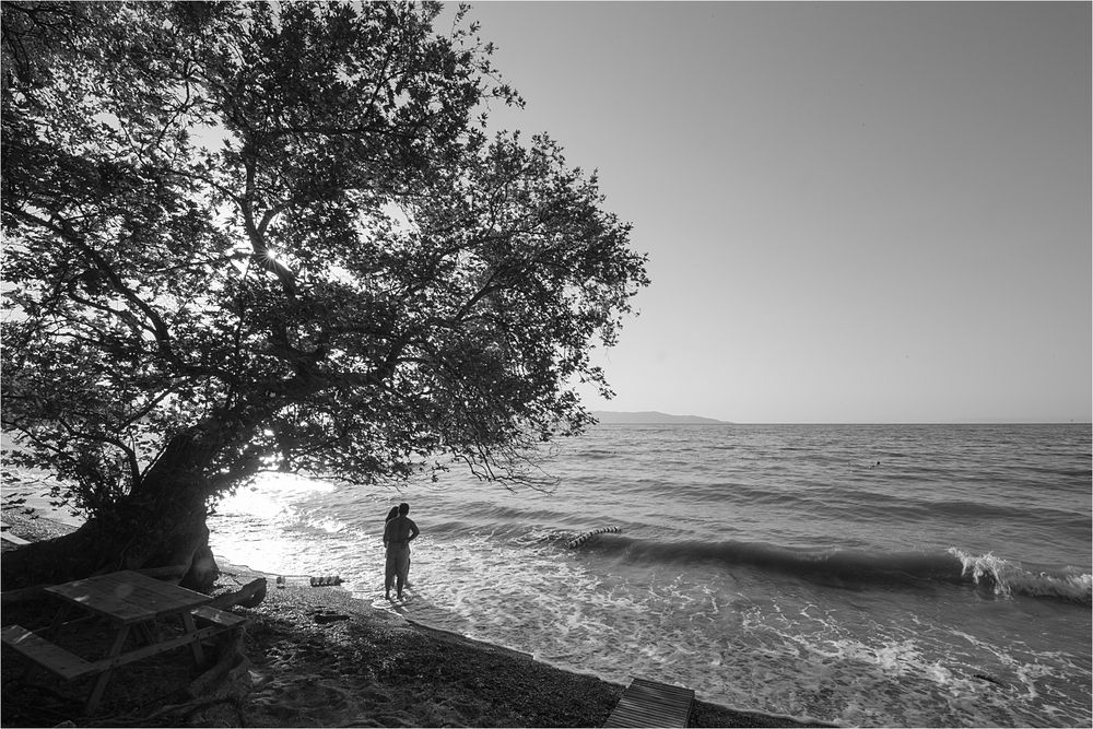 Baum im Millipark