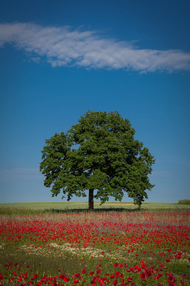 Baum im Mohnfeld