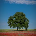 Baum im Mohnfeld