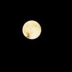 Baum im Mond
