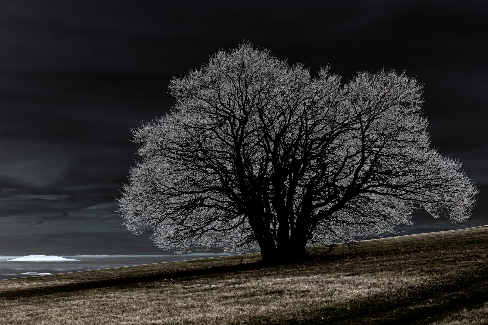 Baum im Mondlicht