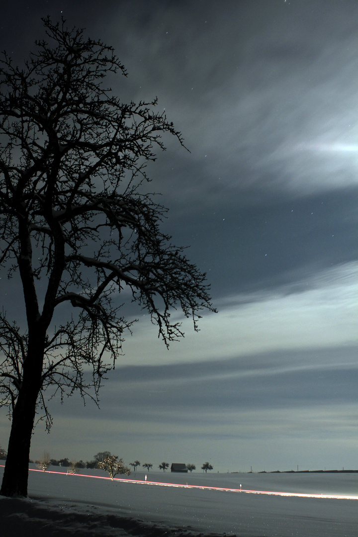 Baum im Mondschein