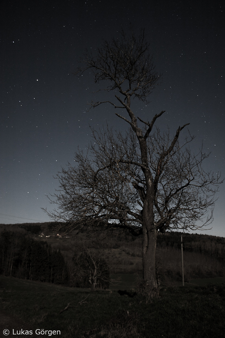 Baum im Mondschein