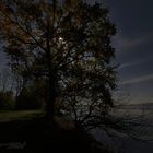 Baum im Mondschein
