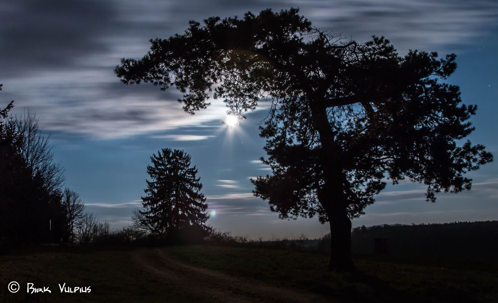 Baum im Mondschein