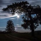 Baum im Mondschein