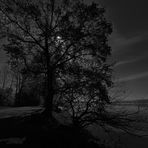 Baum im Mondschein SW