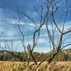 Baum im Moor