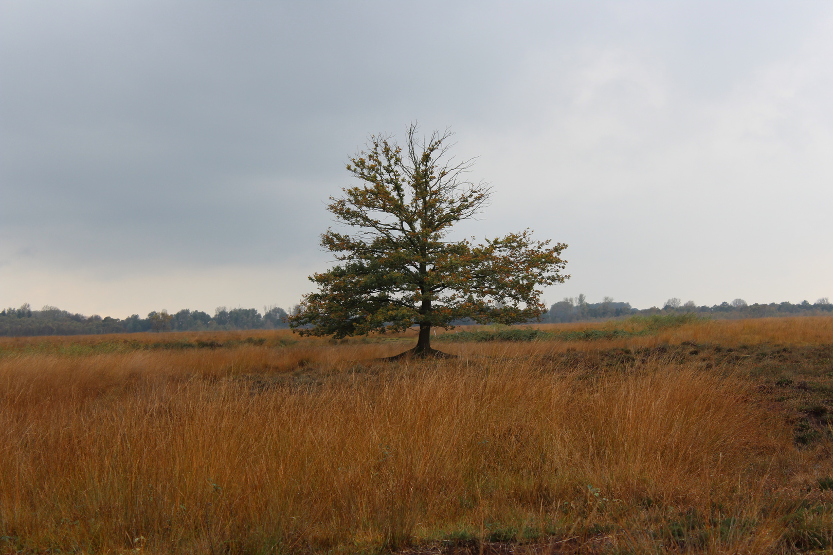 Baum im Moor 1