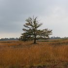 Baum im Moor 1