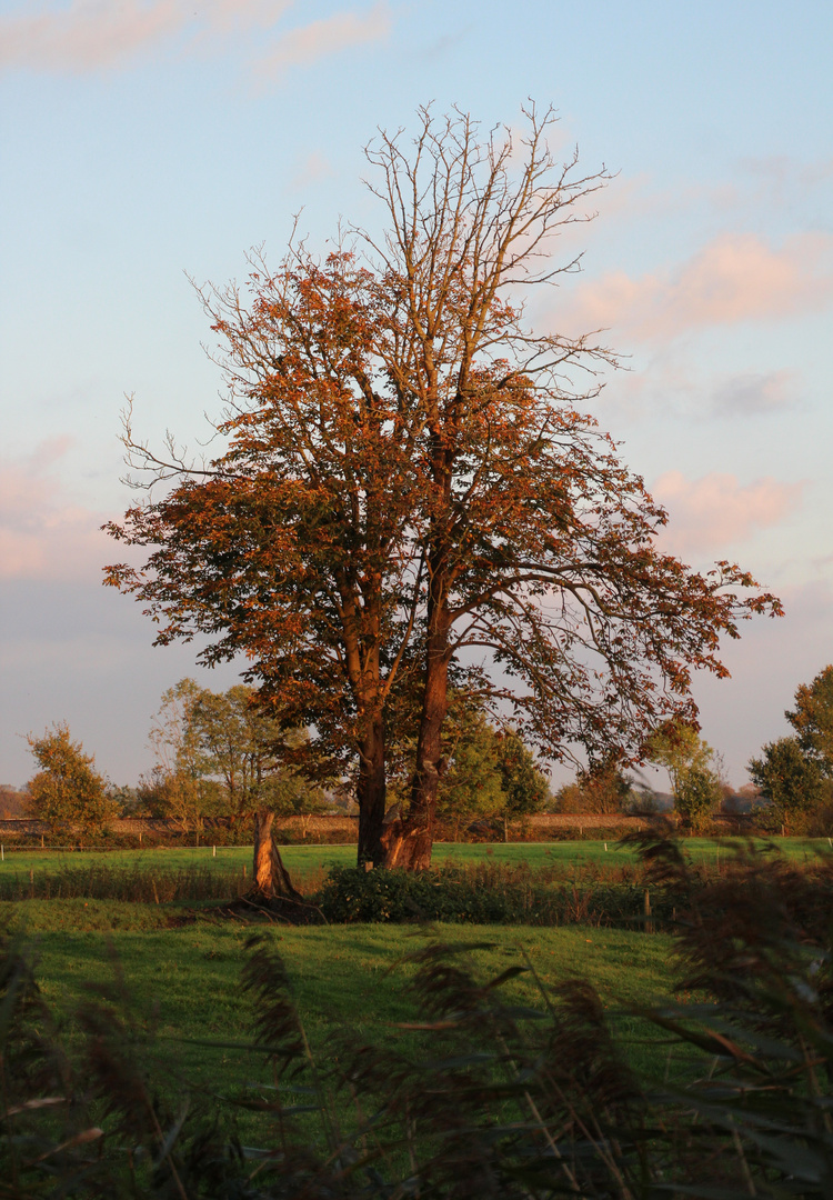 Baum im Moor ... 