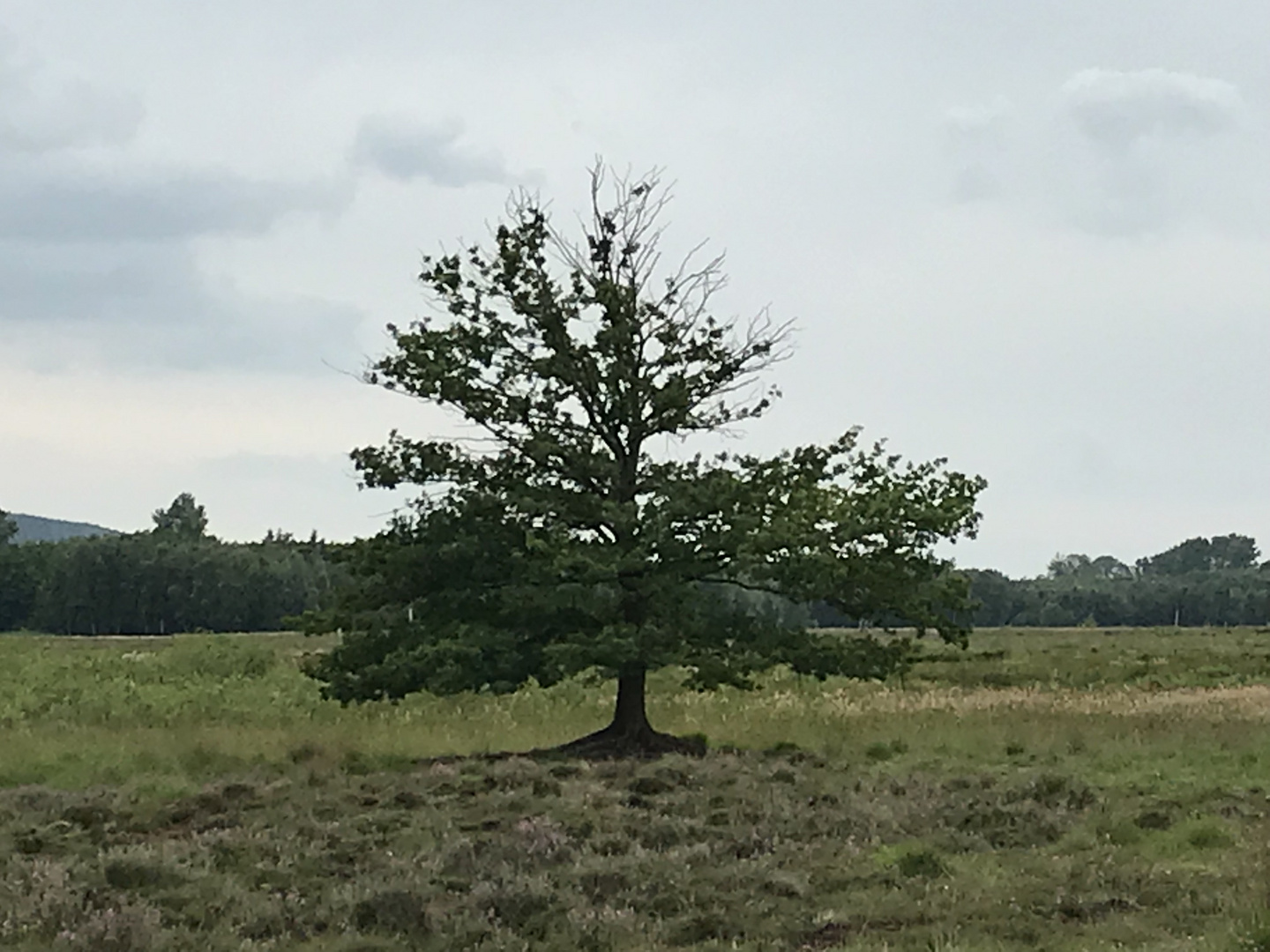 Baum im Moor 2