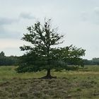 Baum im Moor 2