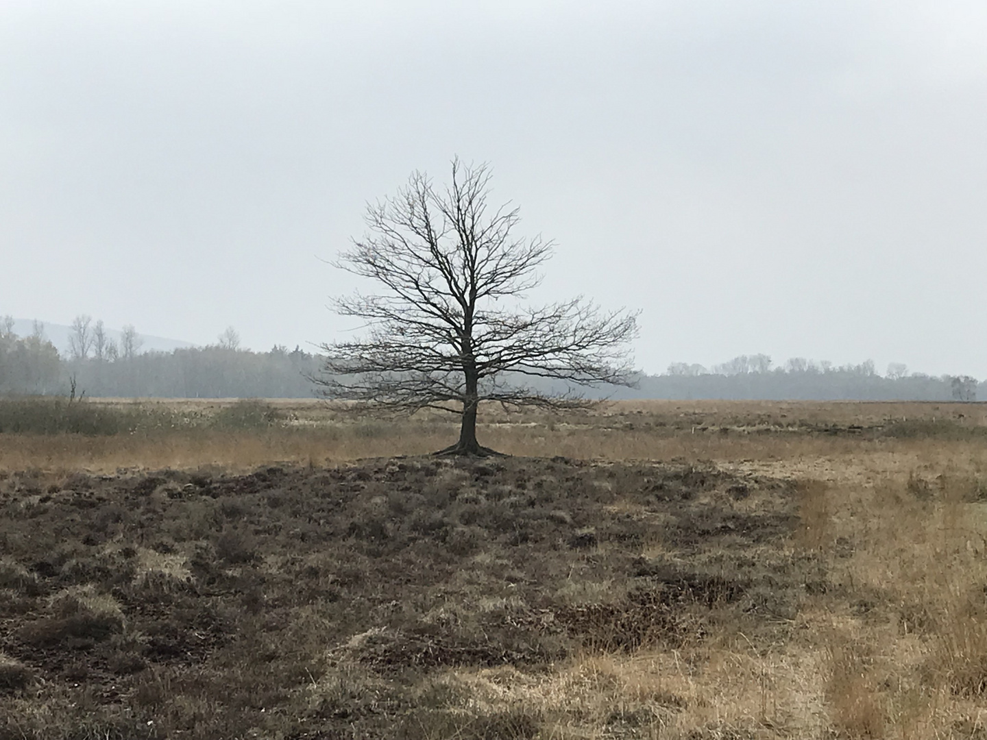 Baum im Moor 3