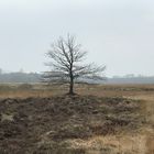 Baum im Moor 3