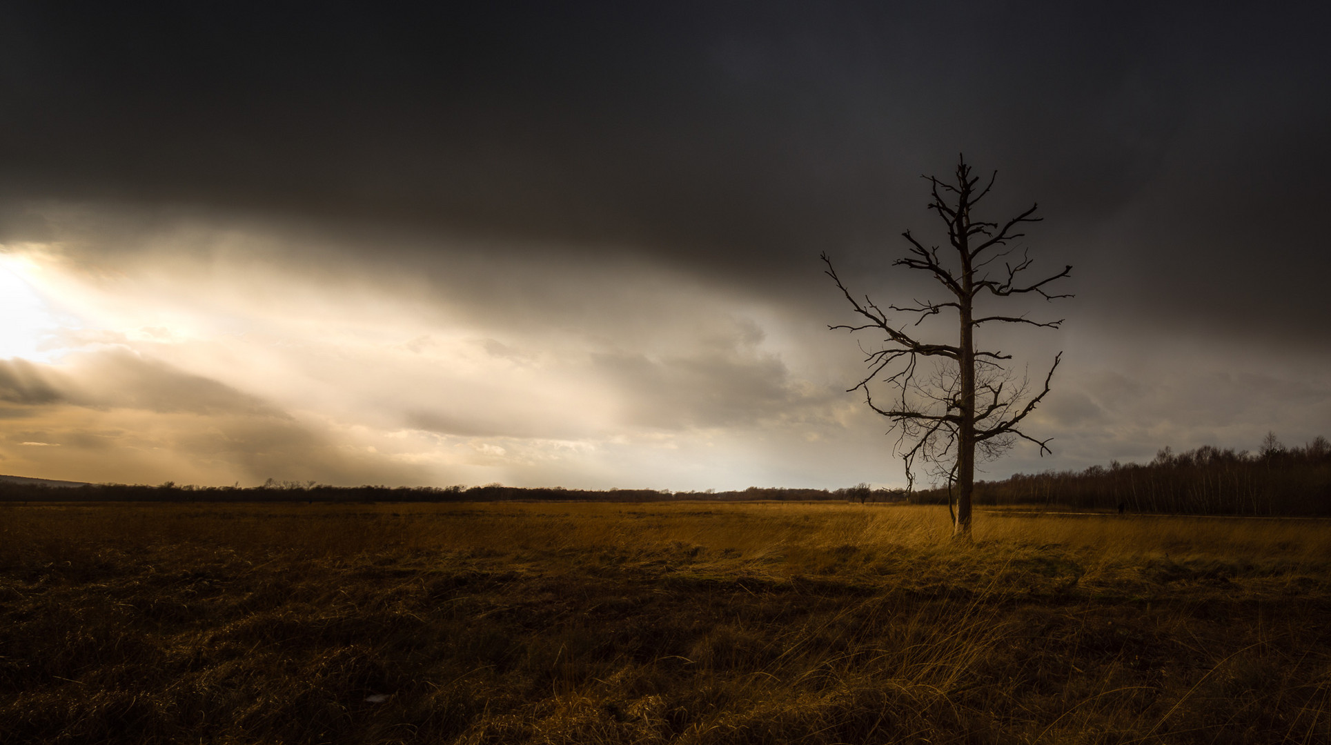 Baum im Moor