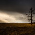 Baum im Moor