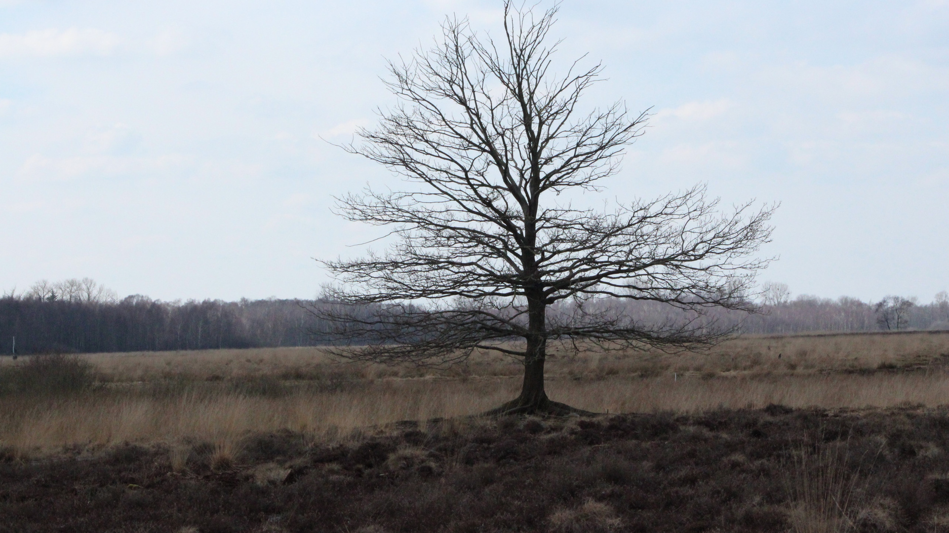 Baum im Moor 4