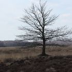 Baum im Moor 4