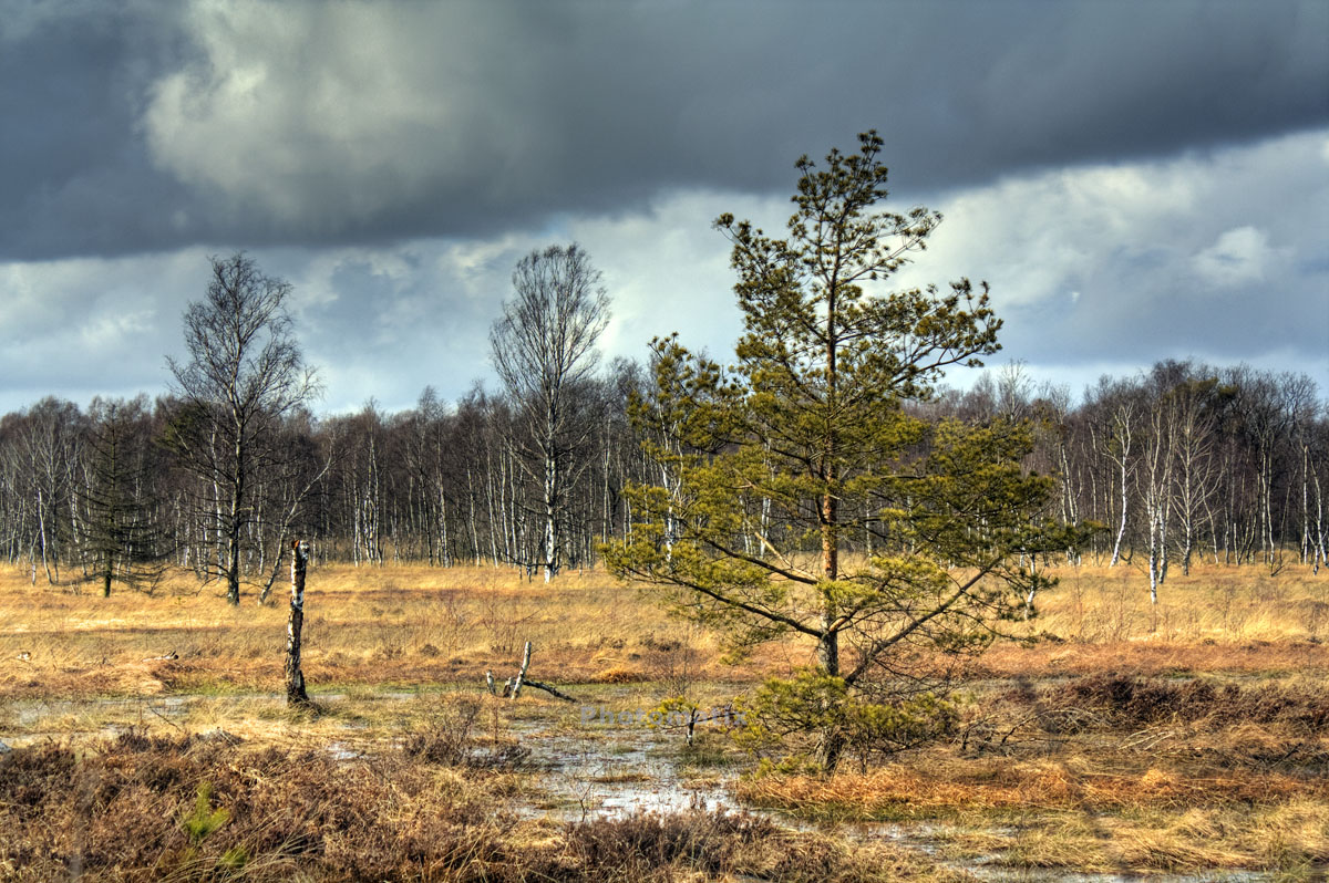 Baum im Moor