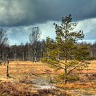 Baum im Moor