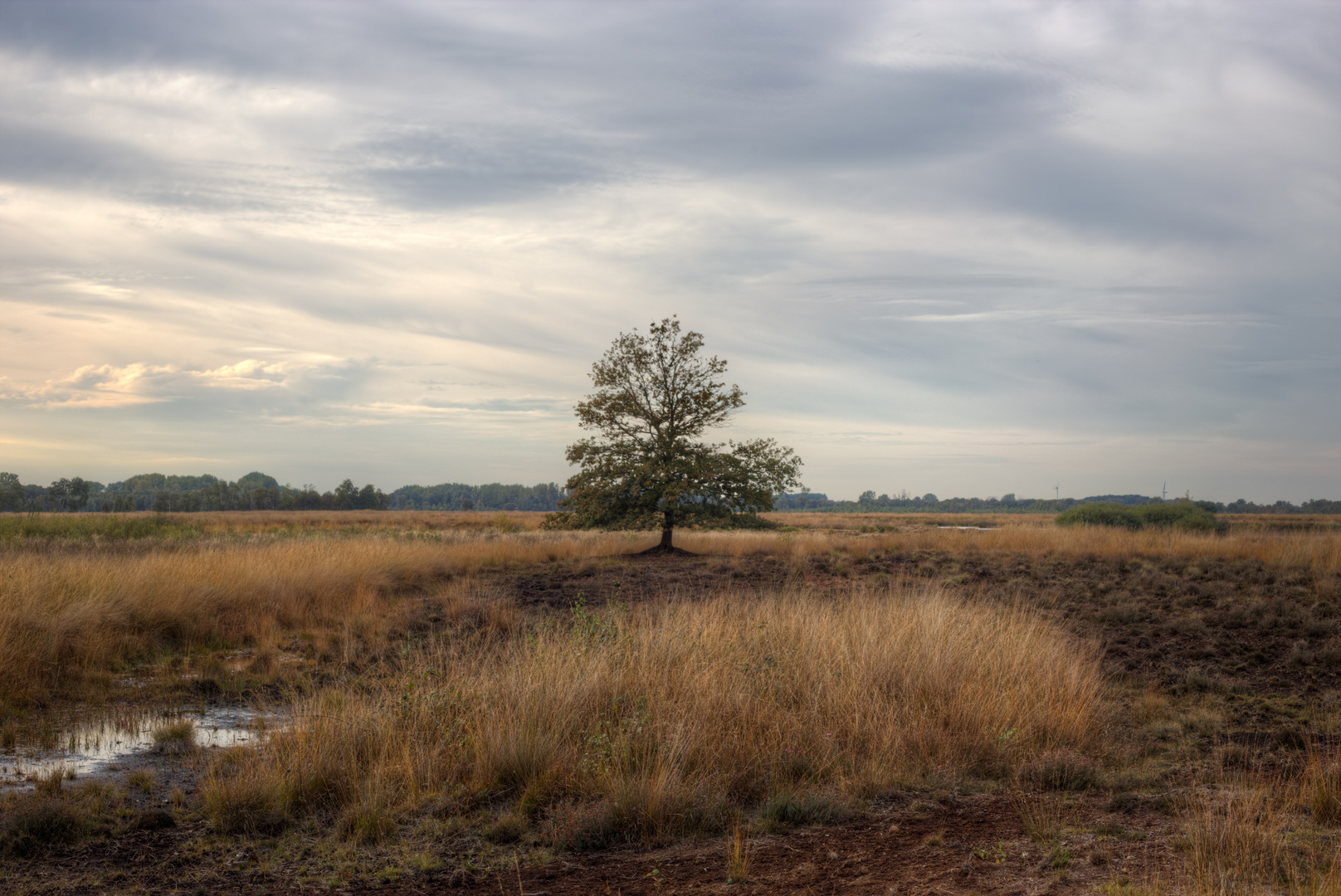 Baum im Moor