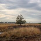 Baum im Moor